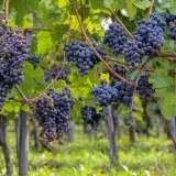 Dojrzewające grona winogron szczepu Pinot Noir w winnicy, gotowe na produkcję wybornego wina.