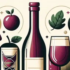 Ilustracja z winem, jabłkami i winogronami. Może symbolizować przyczyny musowania wina, które powinno być spokojne, np. błędy fermentacji.