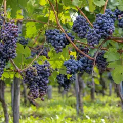 Dojrzewające grona winogron szczepu Pinot Noir w winnicy, gotowe na produkcję wybornego wina.