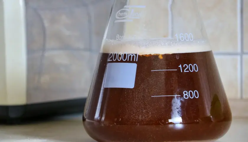 Aktywny starter drożdżowy w kolbie, gotowy do szybkiej fermentacji. Piana i bąbelki świadczą o jego żywotności.