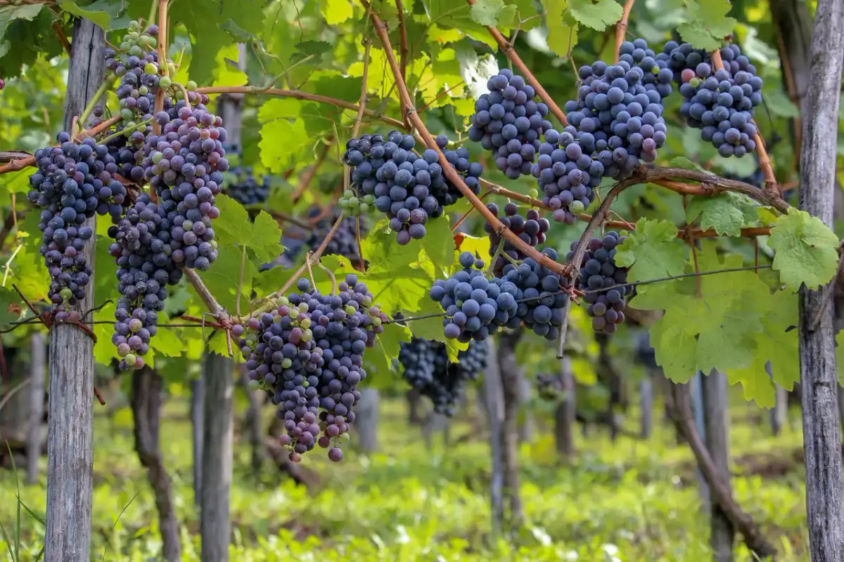 Pinot Noir: Przewodnik po smaku, wyborze i serwowaniu