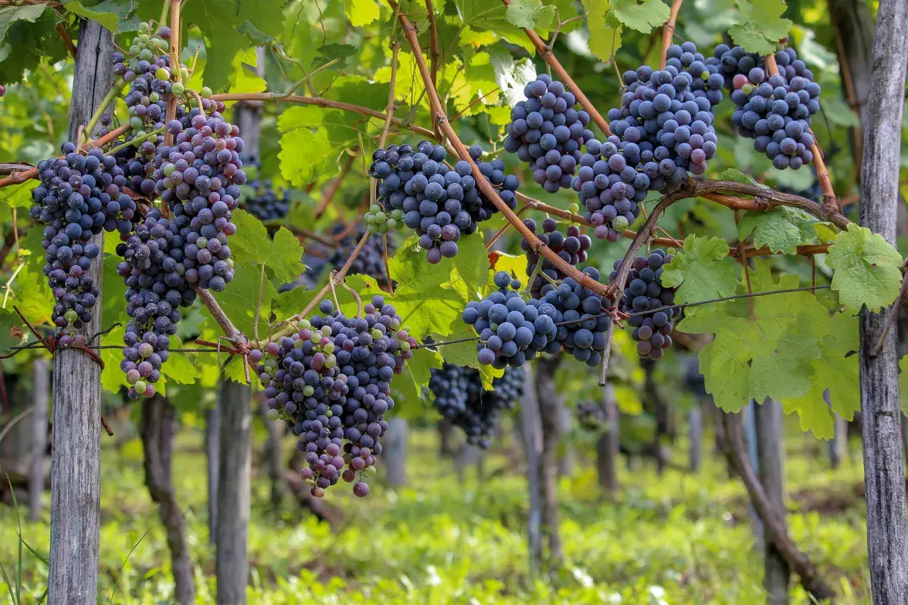 Dojrzewające grona winogron szczepu Pinot Noir w winnicy, gotowe na produkcję wybornego wina.