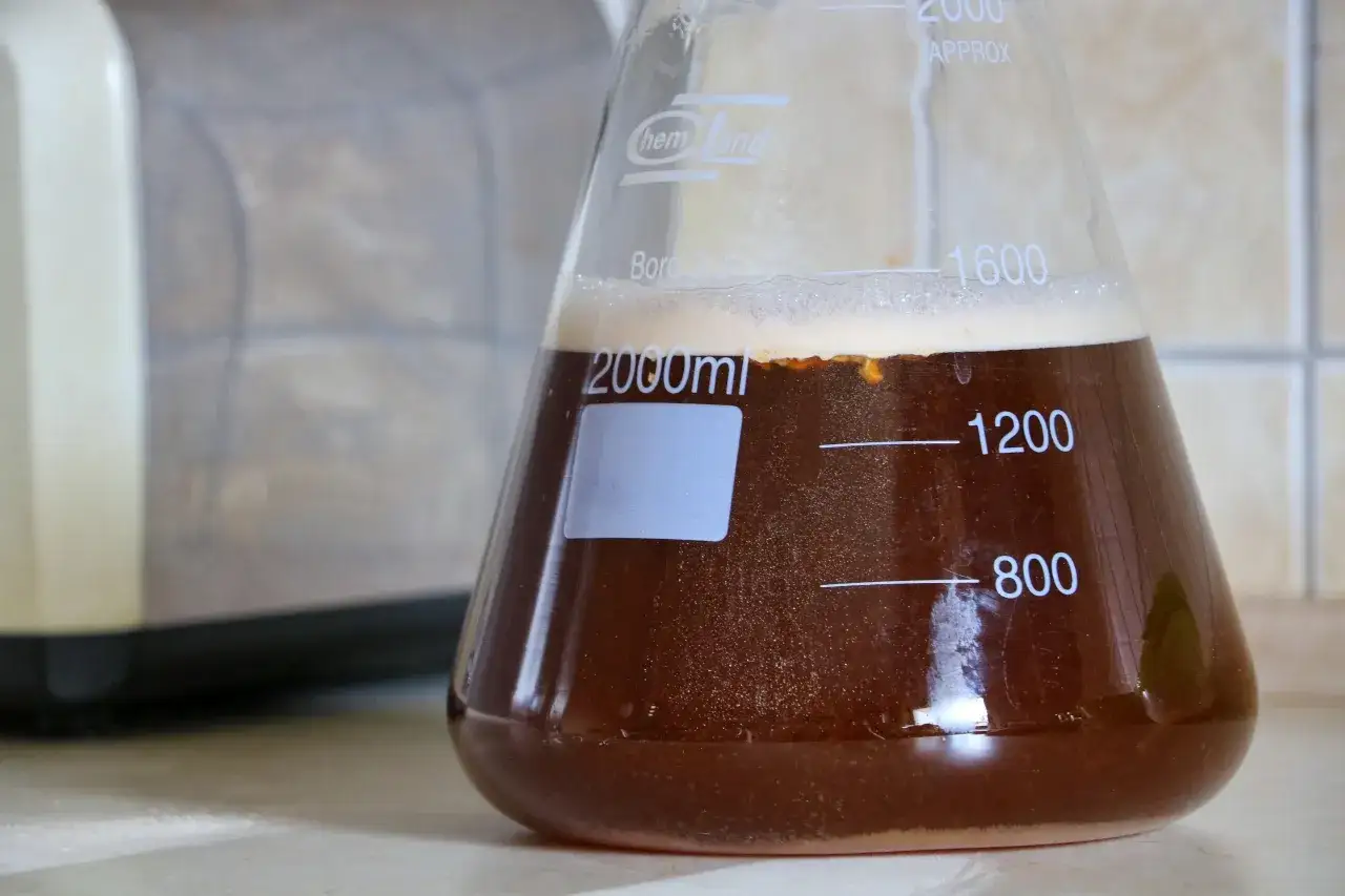 Aktywny starter drożdżowy w kolbie, gotowy do szybkiej fermentacji. Jak przygotować własny starter drożdżowy żeby fermentacja ruszyła szybko.