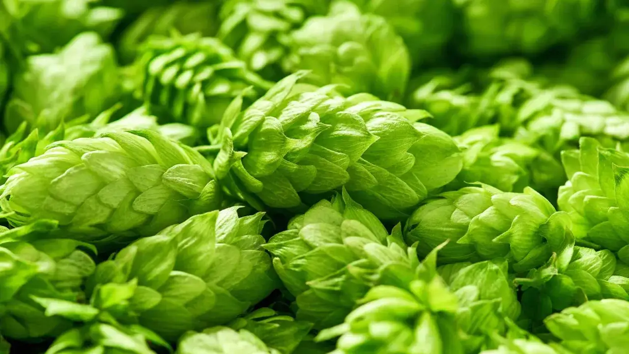 Zielone szyszki chmielu, które mogą być aromatyczne lub goryczkowe, tworzą gęste tło.