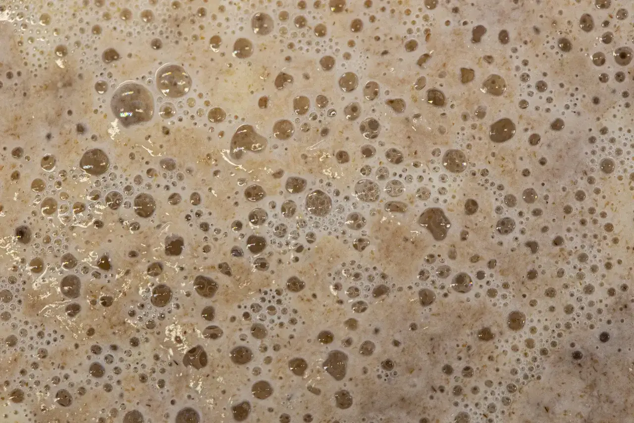 Piana na powierzchni brzeczki, ilustrująca różnicę między piwem typu lager a ale w procesie fermentacji.