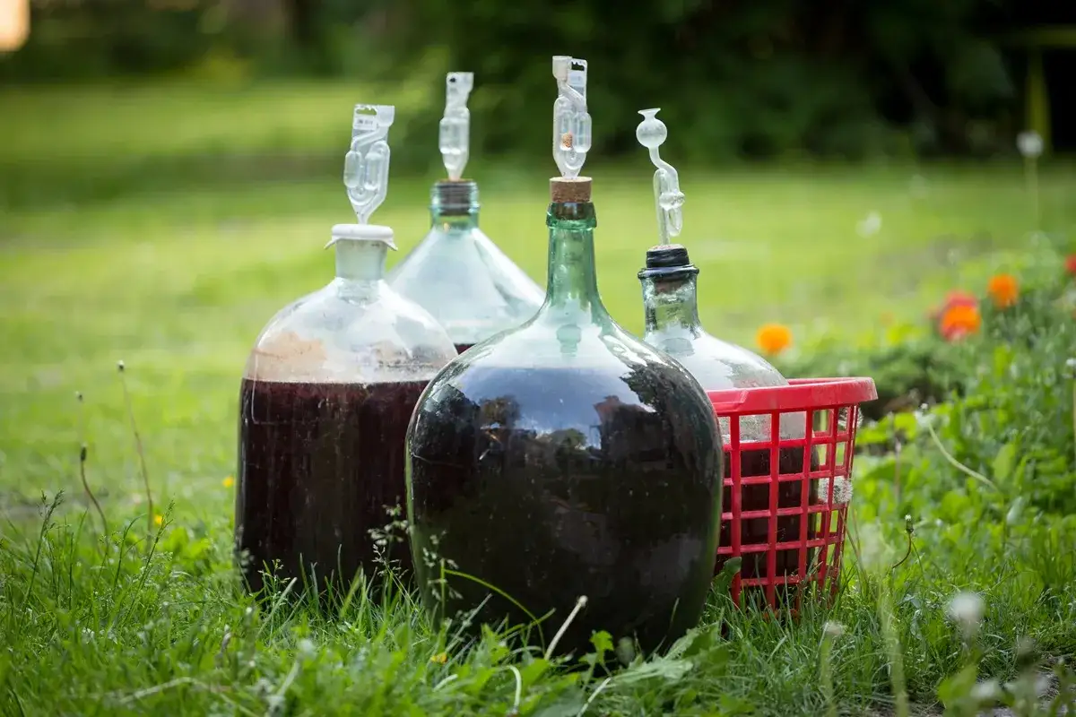 Butelki z winem z czerwonych winogron, gotowe do fermentacji. Tak jak zrobić wino z winogron czerwonych wytrawne.